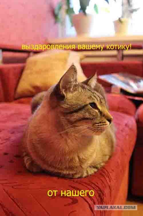 Спасение котейки...