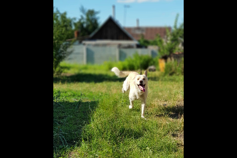 Собакены