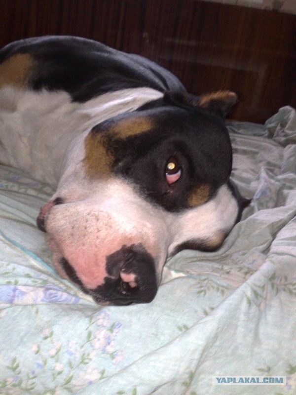 Фокус с хвостом! Кто сможет повторить..?