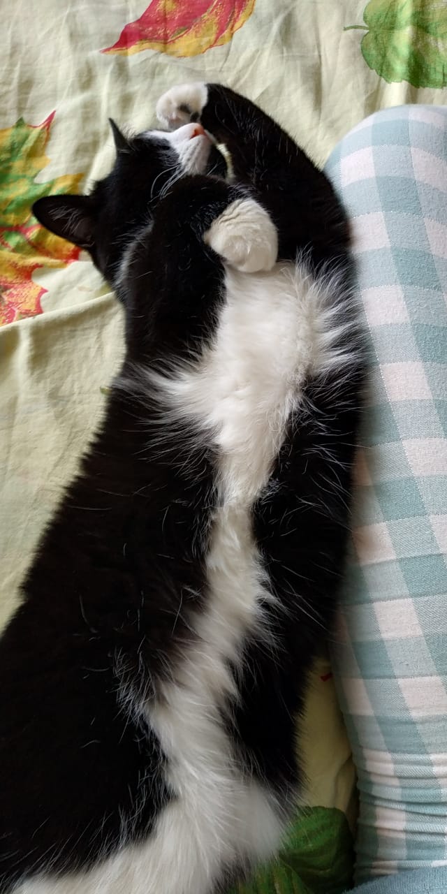 Котовторник 28.09.21