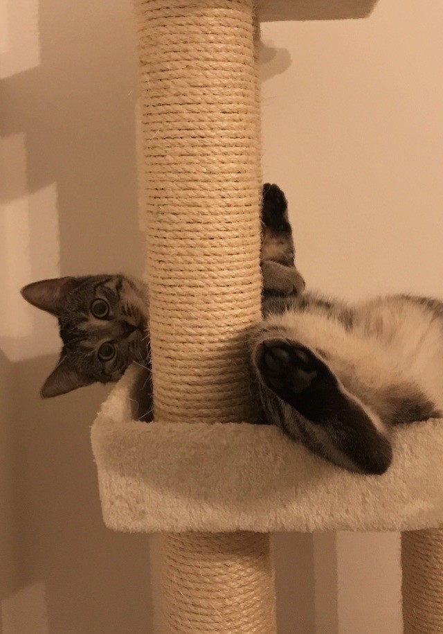 Самый маленький кот в мире