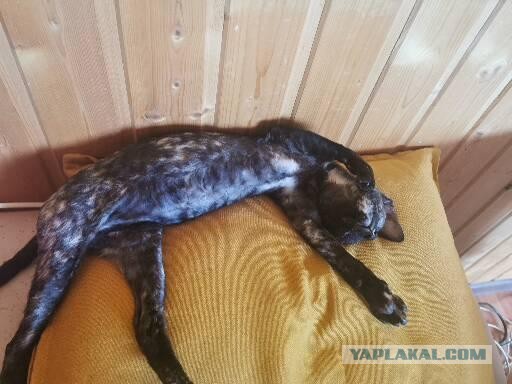 Вот такое пополнение в семье
