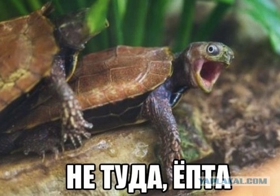 Нападение хищника