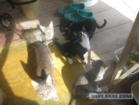 Котята просят есть