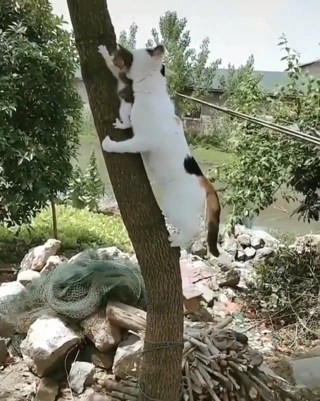 Почему кошка не может сразу спуститься с дерева и нужно ли ее снимать