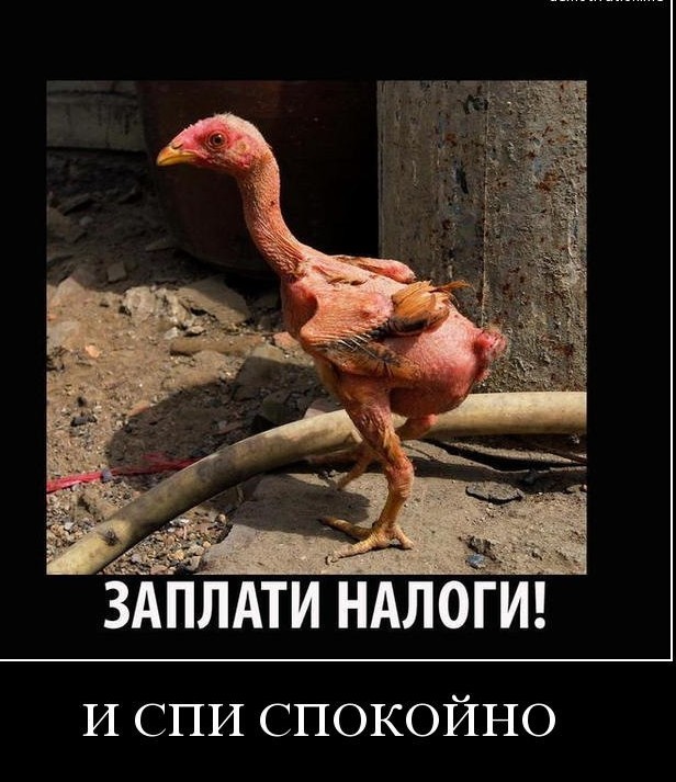 Как налоговая узнает о сдаче квартиры в 2024 году