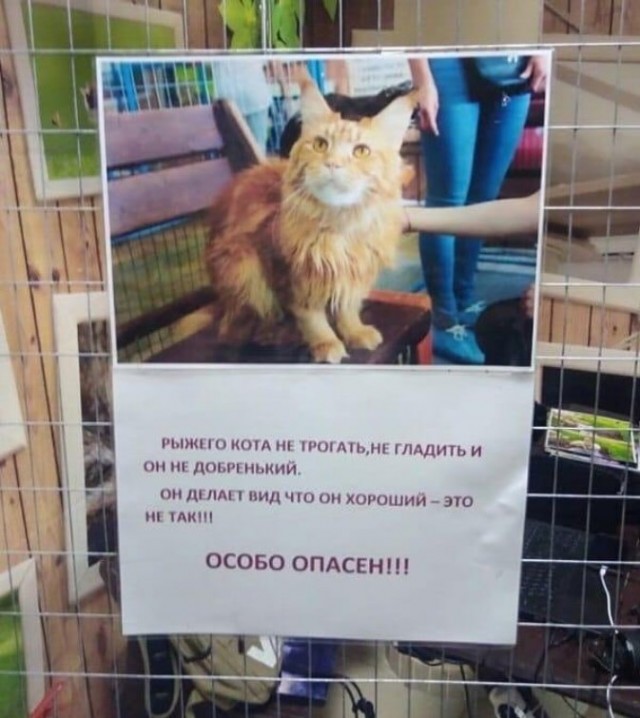 К котовторнику: подборка картинок-баянов с котиками и про котиков. Выпуск 10