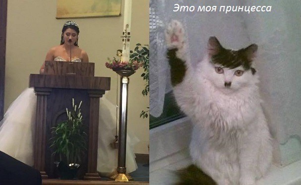 К котовторнику: подборка картинок-баянов с котиками и про котиков. Выпуск 17
