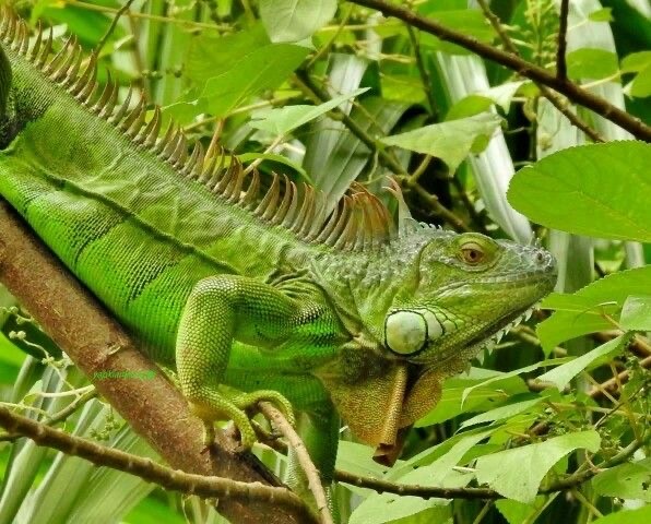 Случайный камуфляж животных