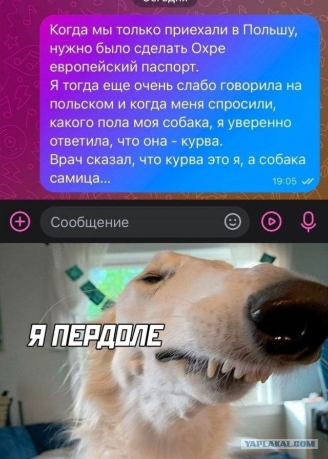 Веселые картинки в пятницу (26.09)