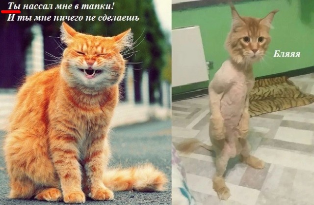 Подборка картинок-баянов с котиками и про котиков. Выпуск 21