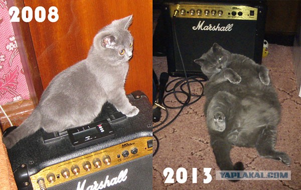Коты и время