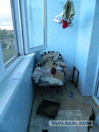 Новый член семьи