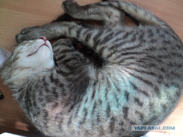 Котовторник 18.03.2014