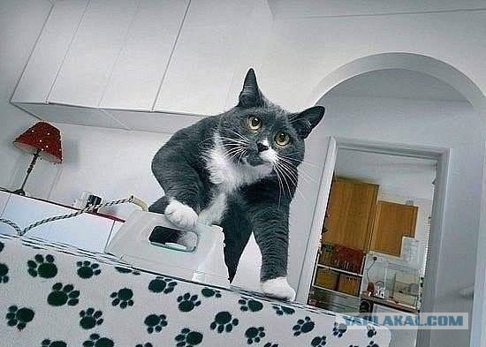 Котовторник 17.06.2014