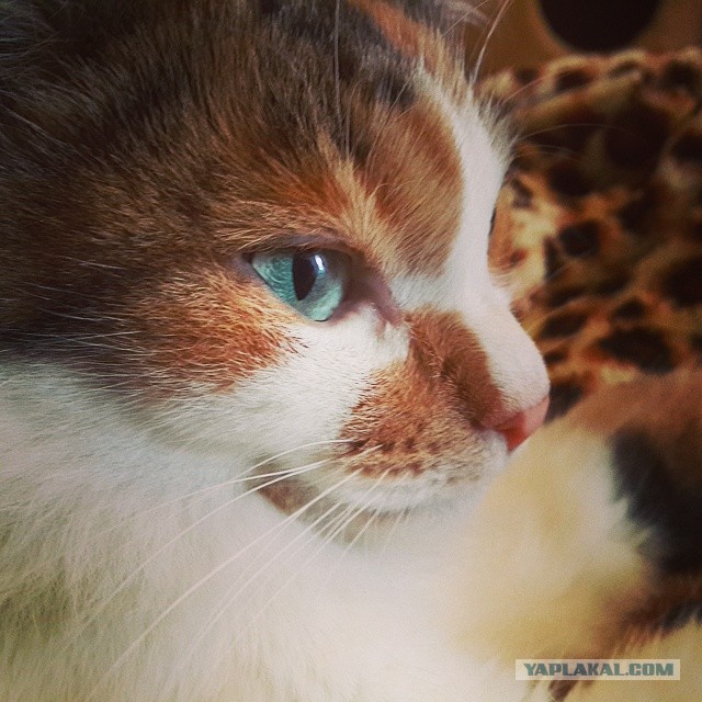 Котовторник 05.08.2014