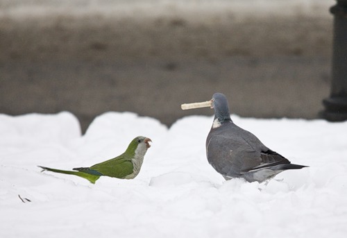 Наглые пернатые морды