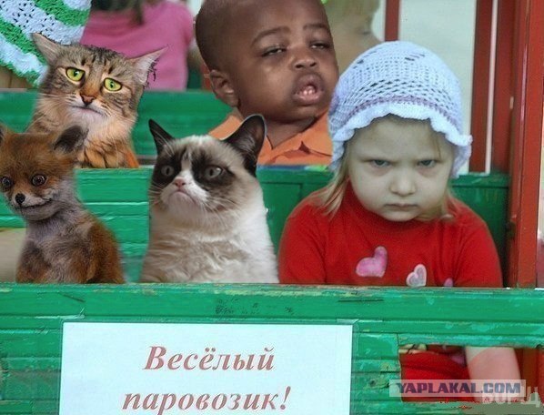 Новогодняя обоина веселого кота