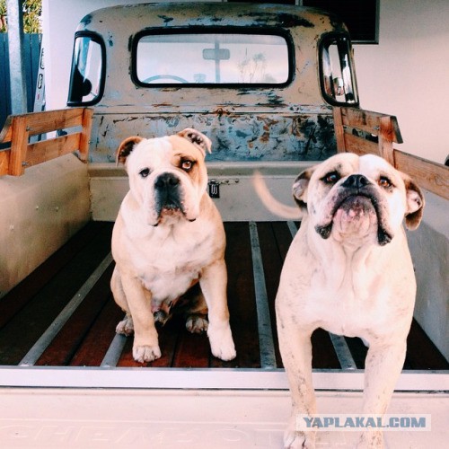 Собакочетверг