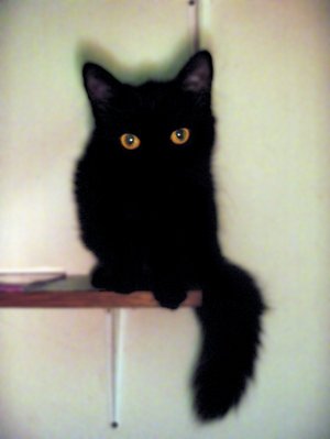 Коты Среды