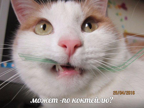 Мохнатые беспредельщики