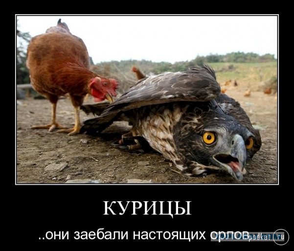 В ответку обиженным дамам.