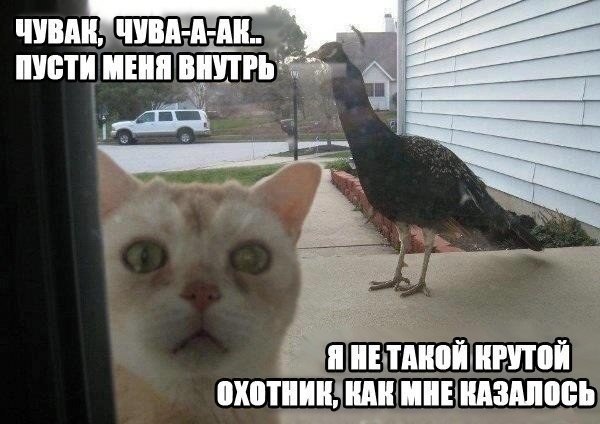 Мохнатые беспредельщики