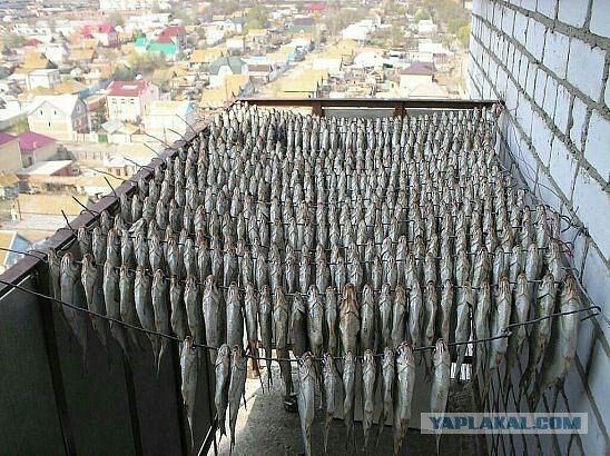 Всех с Днем РЫБАКА! Ни хвоста, ни чешуи!