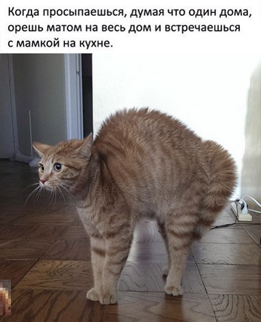 Коты из сети