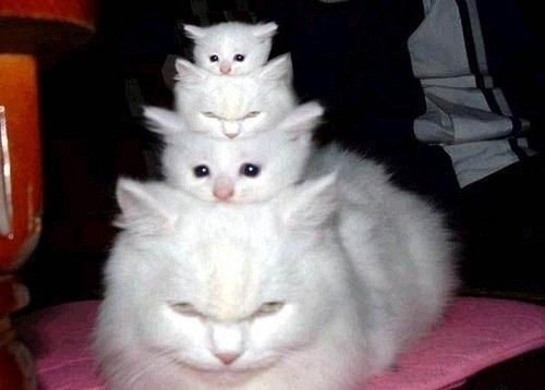 Коты из сети