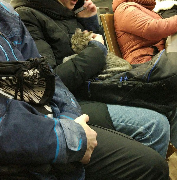 Коты из сети