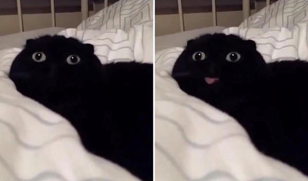 Коты из сети