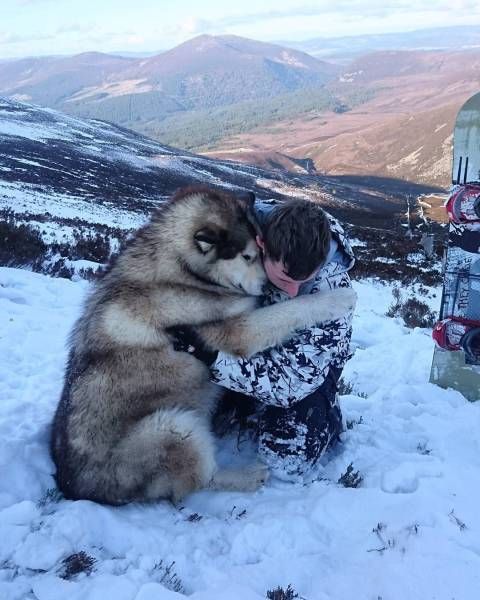 Самые смешные животные