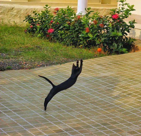 Коты и Кошки