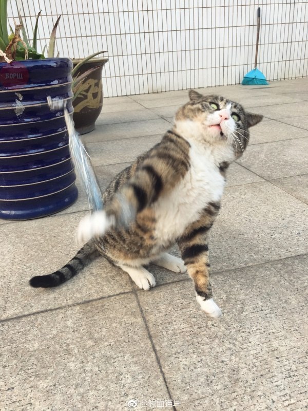 Коты и Кошки