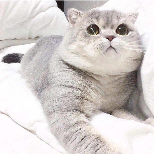 Коты и Кошки