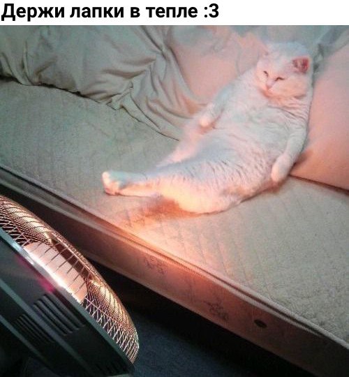 Коты и Кошки