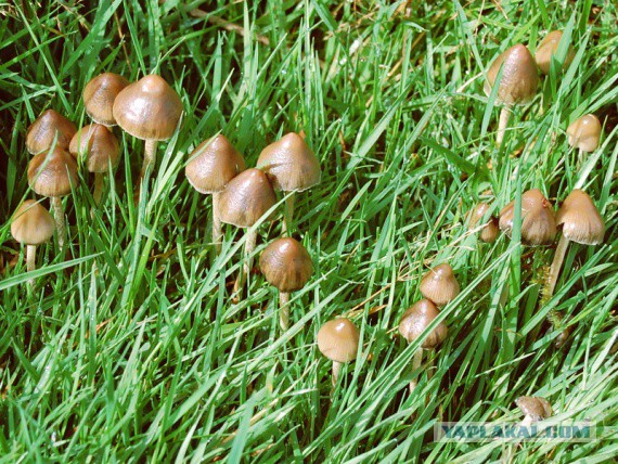 Белые начинают и проигрывают