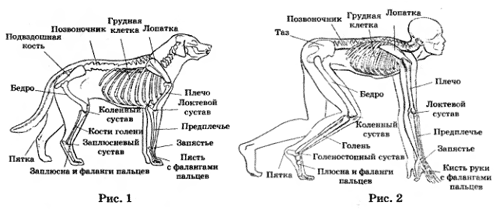 Шариков против Преображенского