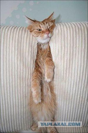 Котомет на вторник (02.04.08)