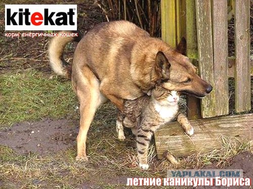 Любимый котейко не какает 3-ий день! Что делать?