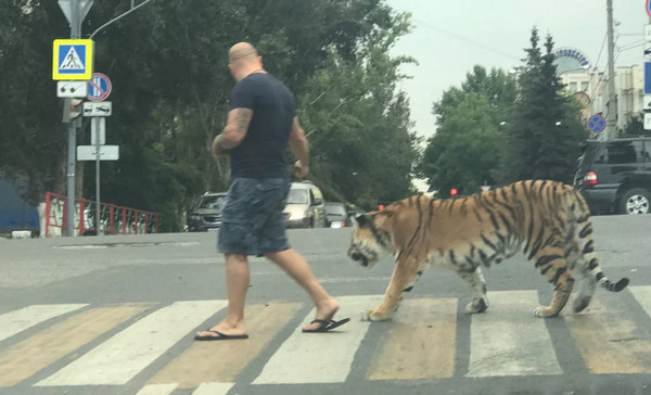 Тигр упал в обморок с судорогами на представлении цирка в Магнитогорске