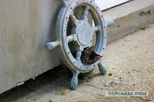 Коты, кошки и котята