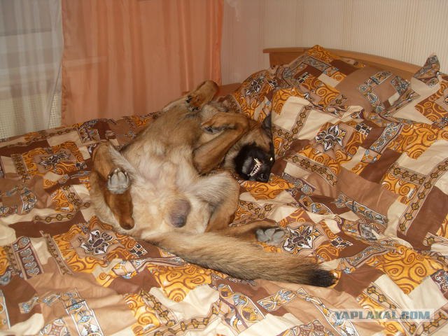 Сон с любимцем