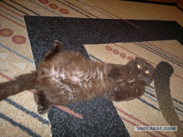 Котейкин вторник! Космический 12.04!