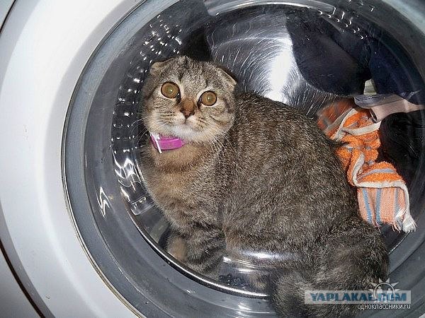 Котовторник