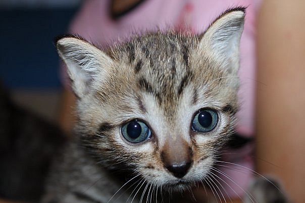 Состоятельный котовторник