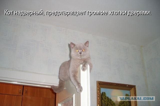 Где может сидеть котэ?