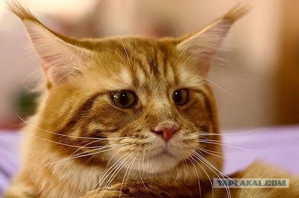 Котовторник 22.11.11