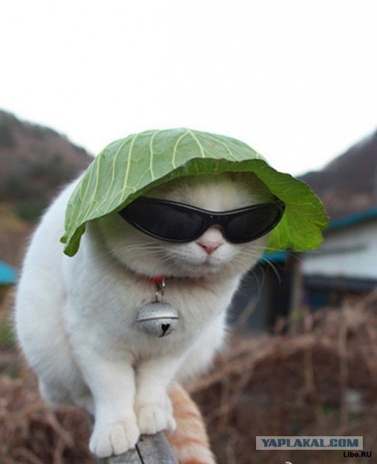 Котовторник (10.01.2012)